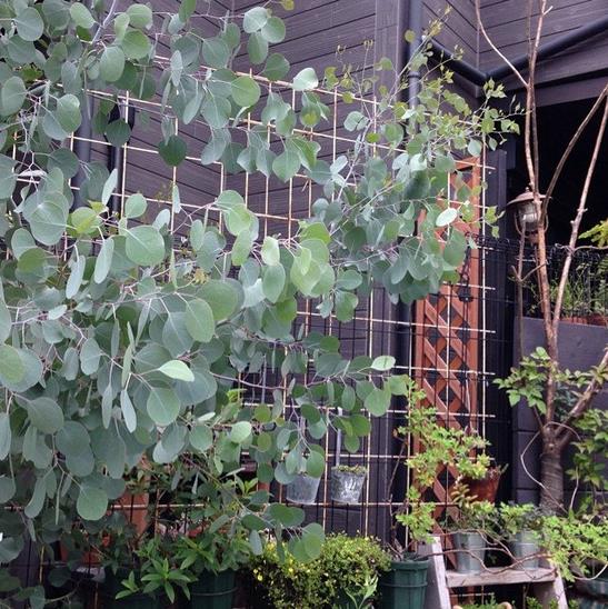 Eucalyptus polyanthemos Ssp Polyanthemos - Eucalipto Caixa Vermelha, Red Box Eucalyptus, Caixa de Poplar, Redbox Silver