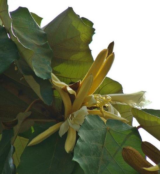 Pterospermum acerifolium - Árvore de karnikara, Árvore Bayur, Dinner Plate Tree