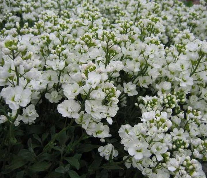 Arabis caucasica Snowfix - Agrião de Rocha do Cáucaso, Luz da Montanha, Wall Rockcress