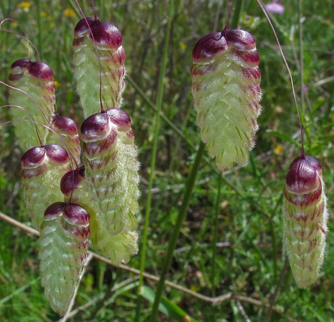 Briza maxima - Grama Chocalho, Grama Abelhinha, Grama Pérola, Quaker Grass