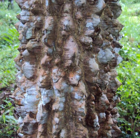 Zanthoxylum rhetsa (Zanthoxylum limonella) - Pimenta Sichuan indiana, Pimenta tirphal,Triphal pepper, Teppal pepper