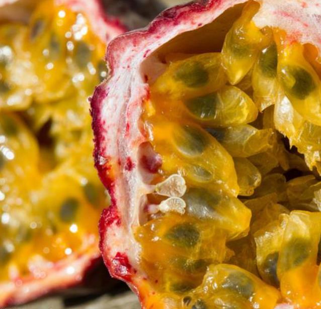 Passiflora edulis 'Purple Giant' - Maracujá Roxo Gigante, Videira da Paixão