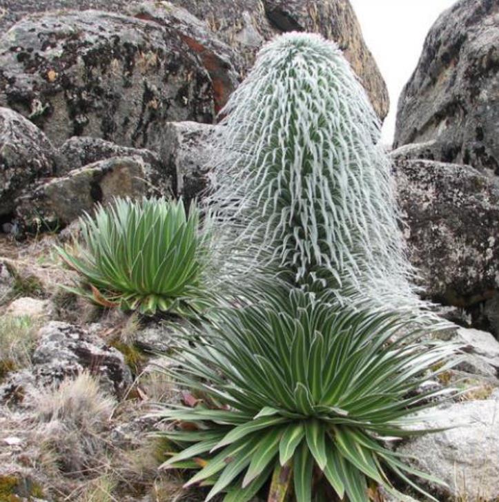 Lobelia telekii - Lobelia Gigante, Lobelia Primo Itt, Cousin Itt Lobelia
