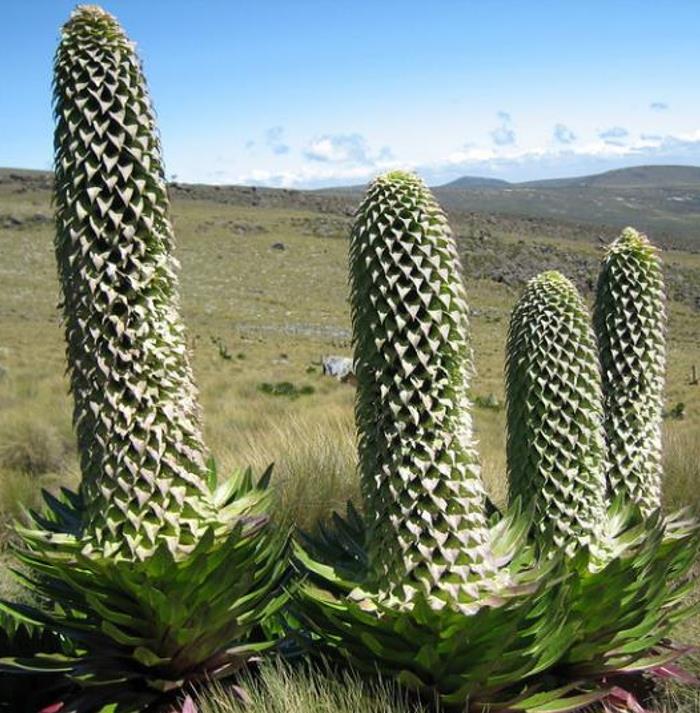 Lobelia gregoriana ssp. Gregoriana  - Lobelia gigante, Lobelia Gin Tônica, Lobelia tree