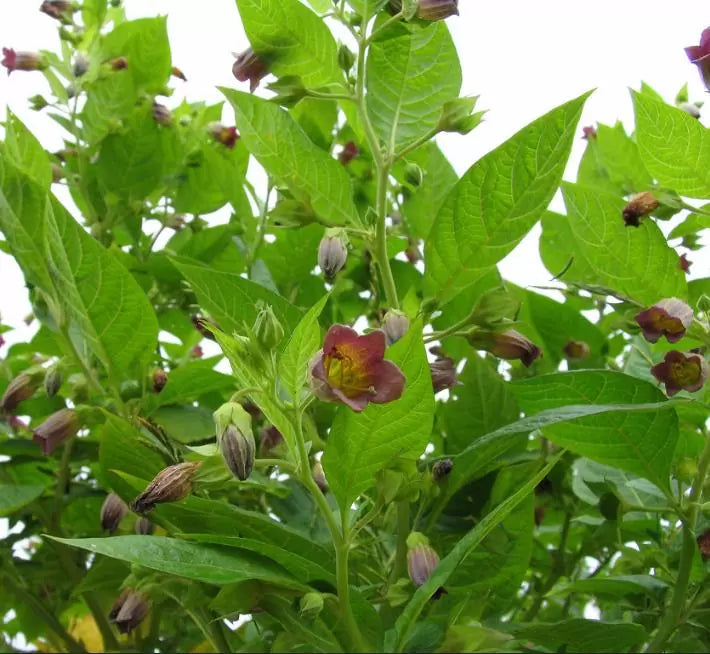 Atropa belladonna - Beladona, Atropa Bella-Donna, Erva do Diabo, Cereja da Morte, Deadly Nightshade