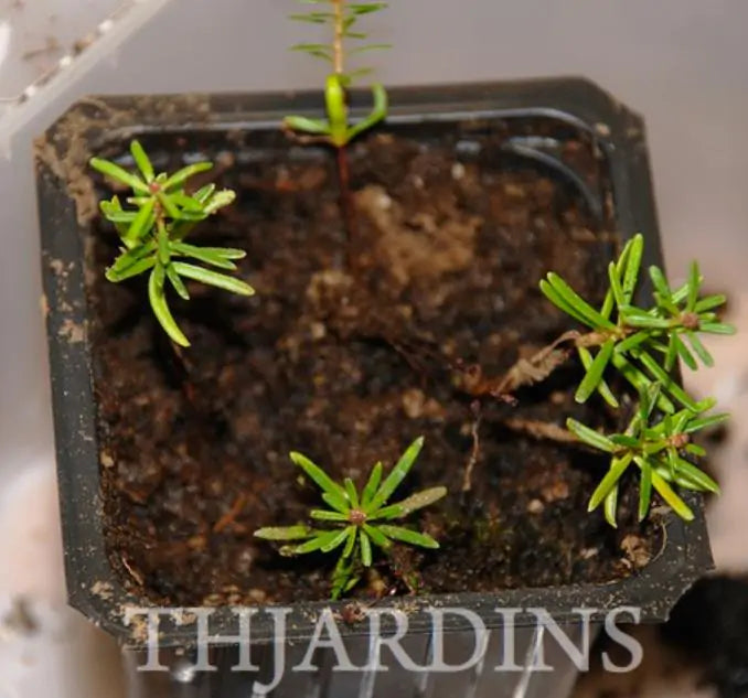 Abies koreana - Abeto Da Coréia, Gusang, Korean fir