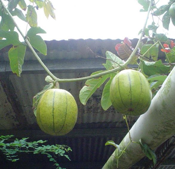 Cionosicyos Macranthus - Maracujá melão do Panamá, Panamá passionfruit melon, maracujá chino
