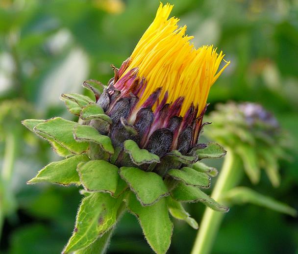 Inula magnifica 'Sonnenstrahl' - Inula gigante, Inula sonnenstrahl, Inula magnifica "Raio de Sol", Margarida giga