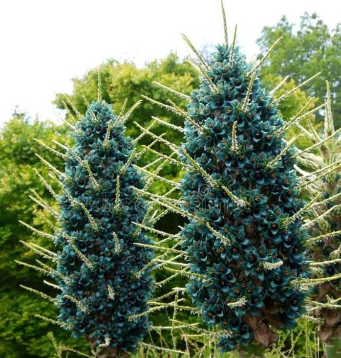 Puya alpestris - Bromélia Torre de Safira, Bromélia Flor Azul Pavão, Bromélia Alpestris
