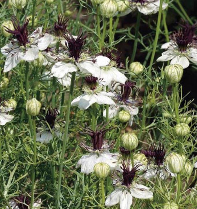 Nigella papillosa 'African Bride' - Amor em uma Névoa Rainha Africana, Love in a Mist, Flor Amor na Neblina, Nigella