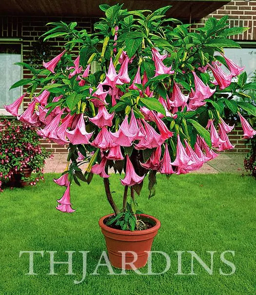 Brugmansia suaveolens var. Rosa - Brugmansia rosa, Árvore Datura Floração rosa, Árvore Trombeta de Anjo rosa