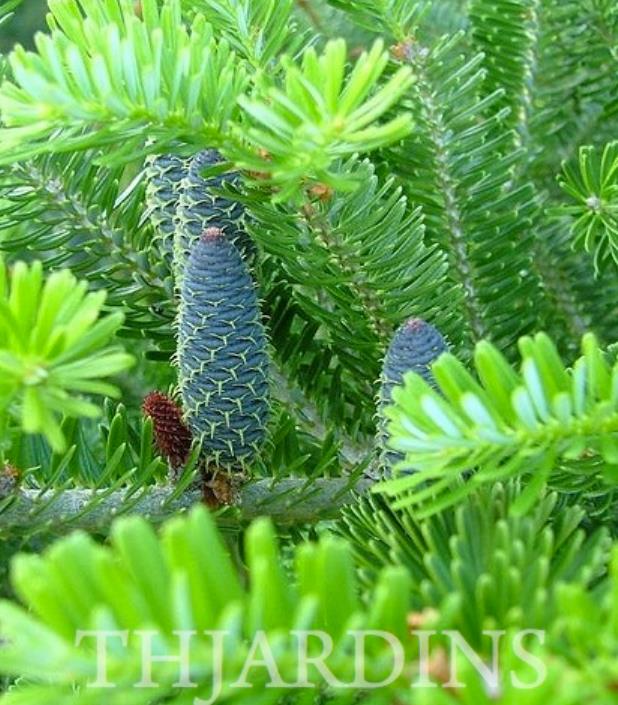 Abies koreana - Abeto Da Coréia, Gusang, Korean fir