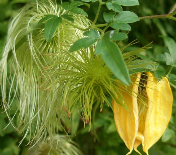 Clematis tangutica - Trepadeira Clematis Dourada, Clematis Sino Dourado, Clematis Tiara de Ouro