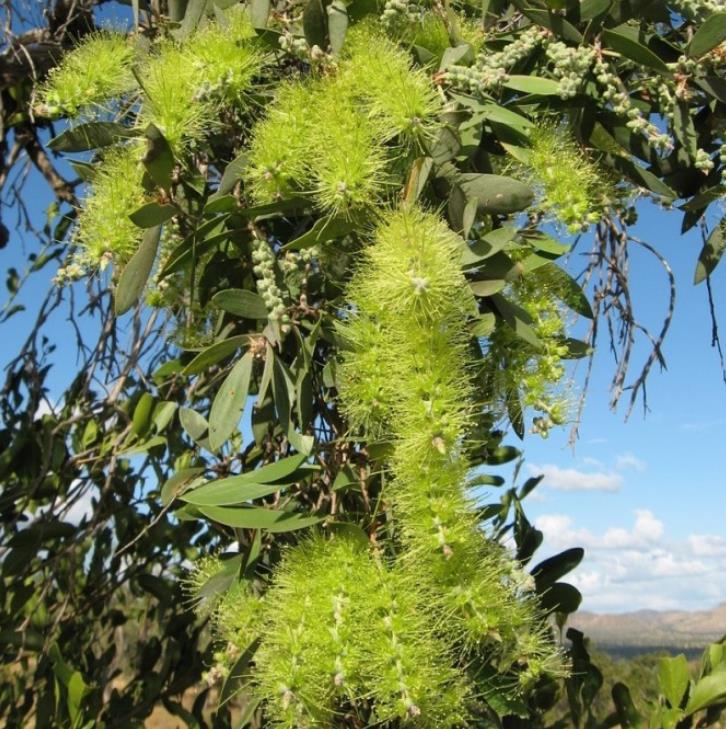 Callistemon viridiflorus (Melaleuca virens) - Escova de Garrafa verde-limão, Green Bottlebrush, Escova de Garrafa das Mo