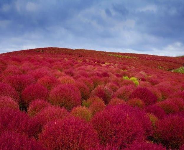 Bassia Scoparia Var.trichophylla - Kochia Vermelha, Cipreste De Verão, Arbusto Ardente