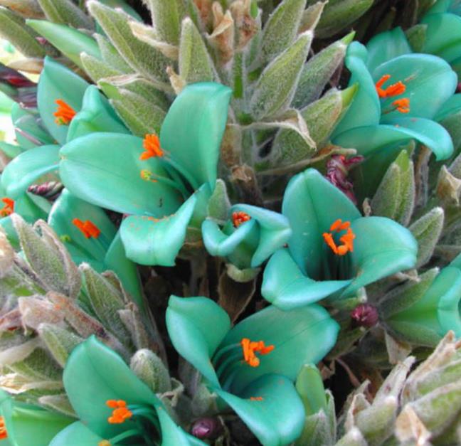 Puya berteroniana (Puya alpestris ssp. zoellneri) - Bromélia Azul Turquesa