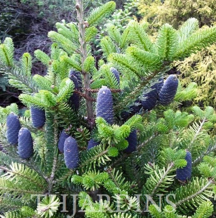 Abies koreana - Abeto Da Coréia, Gusang, Korean fir