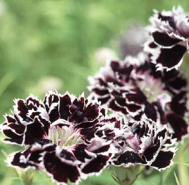 Dianthus chinensis Heddewigii Black and White Minstrels - Cravo 'Menestrel Preto E Branco', Rosa Chinesa, Rosa Indiana,