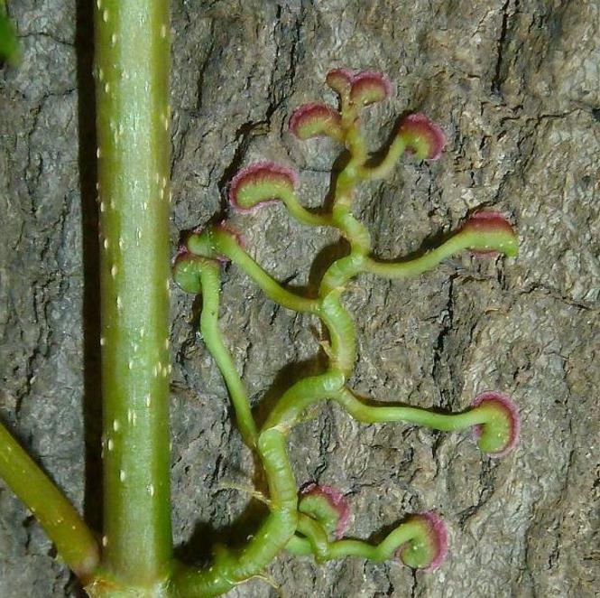 Parthenocissus quinquefolia - Trepadeira da Virginia, Hera Americana, Virginia Creeper, Videira Virgem