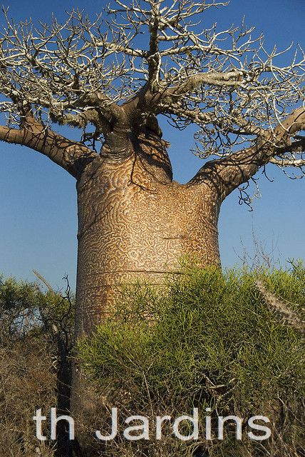 Adansonia rubrostipa - Baobá fony