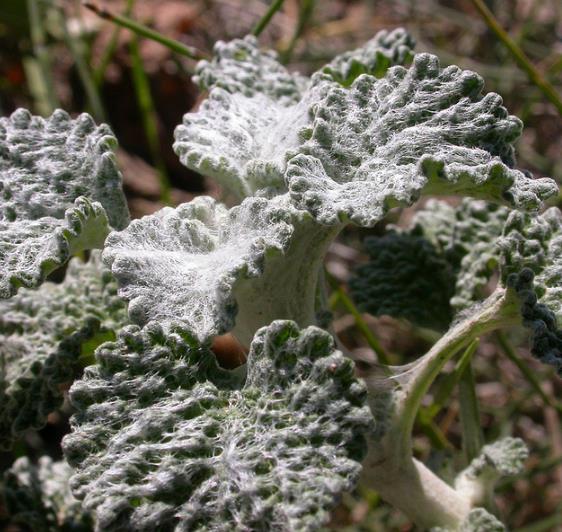 Marrubium vulgare - Marroio, Marroio branco, Hortelã de folha grossa, Hortelã do Maranhão, Incenso