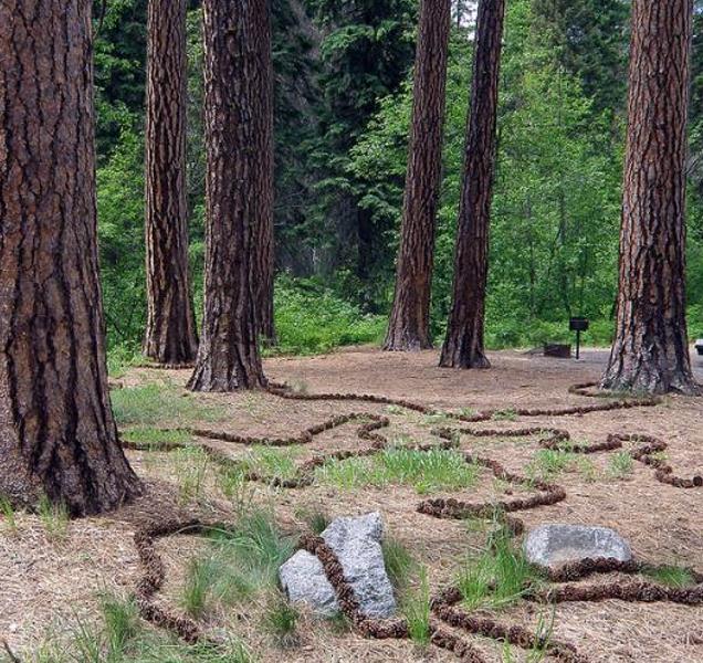 Pinus ponderosa - Pinheiro ponderosa, Pinheiro amarelo, Pinheiro Blackjaks