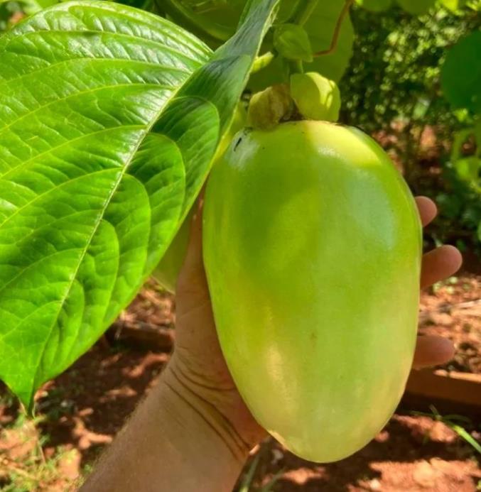 Passiflora Quadrangularis - Maracuja Gigante