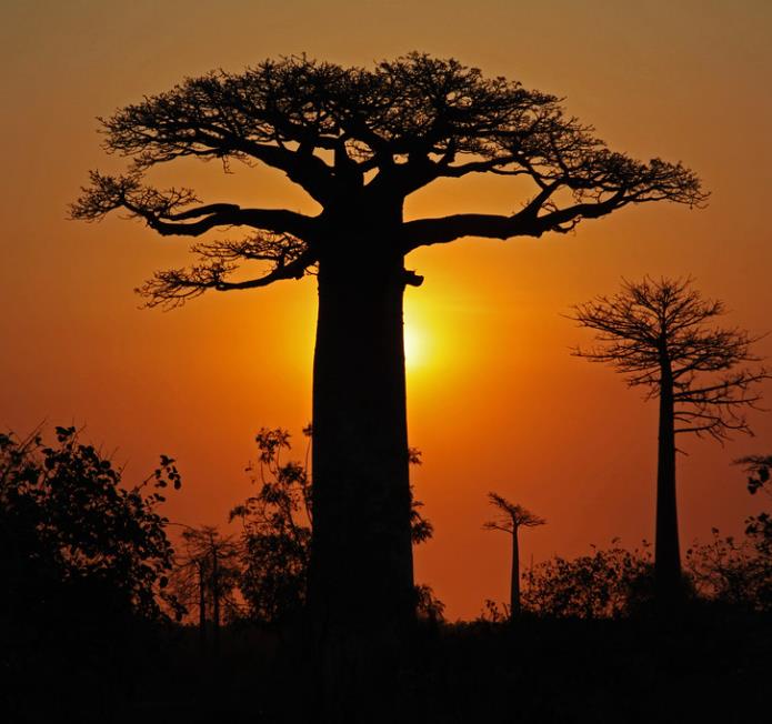 Adansonia grandidieri - Baobá Grandidieri, Baobá de Madagascar, Baobá de Morondava