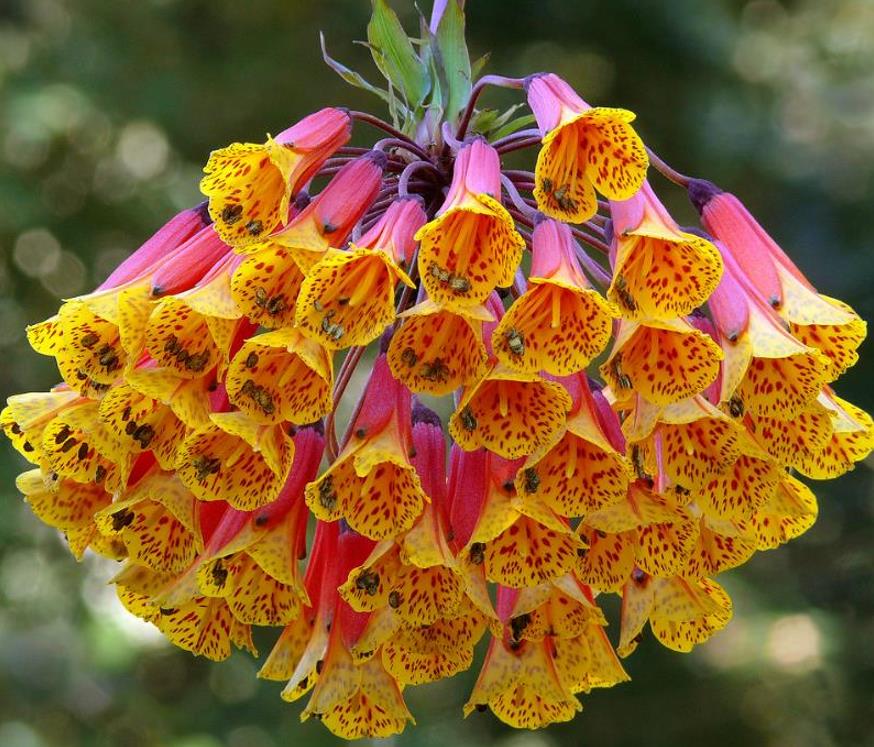Bomarea multiflora - Bomarea, Trepadeira Lírio Bomarea, Lírio da Colômbia