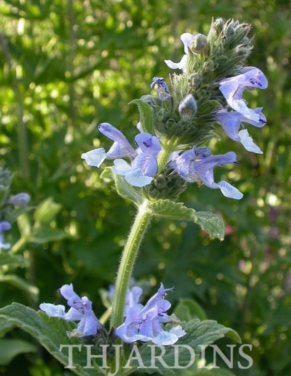 Nepeta clarkei - Erva dos Gatos Flor Azul, Clark's Catmint, Himalayan Catmint