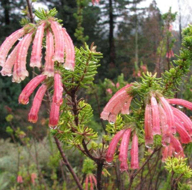 Erica glandulosa subsp. Glandulosa - Érica glandulosa, Charneca glandulosa, Urze