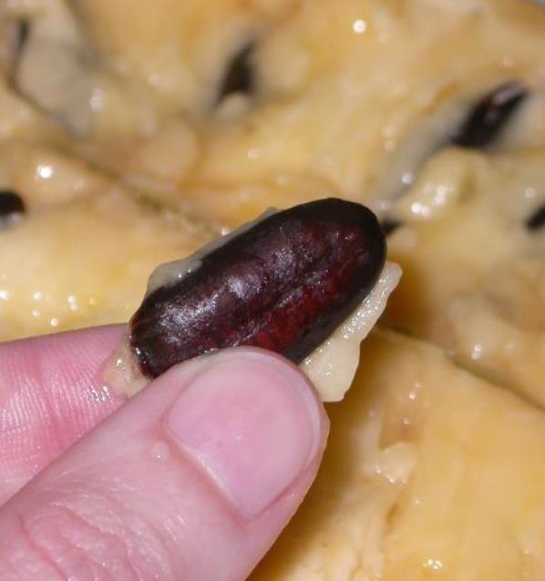 Assimina triloba - Paw Paw, Pawpaw, Manjar de Baunilha