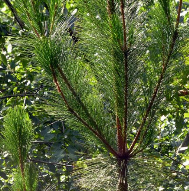 Pinus maximinoi (Pinus tenuifolia) - Pinheiro Maximinoi, Pinheiro de ponta fina, Pinabete