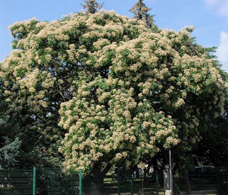 Tetradium danielli (Euodia hupehensis) - Árvore Abelha, Bee-Bee Tree, Árvore do Mel, Evodia