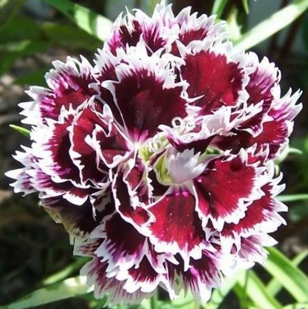 Dianthus plumarius Sonata extra double mix - Flor Divina Plumarius Sonata, Cravo Plumado Dobrado, Rosa de Plumas, Rosa E
