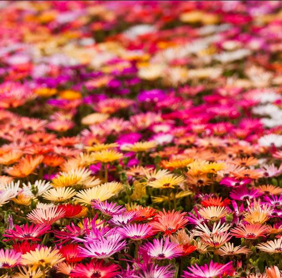 Dorotheanthus bellidiformis mix (Mesembryanthemum criniflorum) - Tapete mágico, Planta gelo, Fábrica de gelo, Magic carp