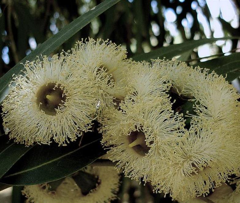 Eucalyptus melliodora - Eucalipto Melífero, Yellow Box