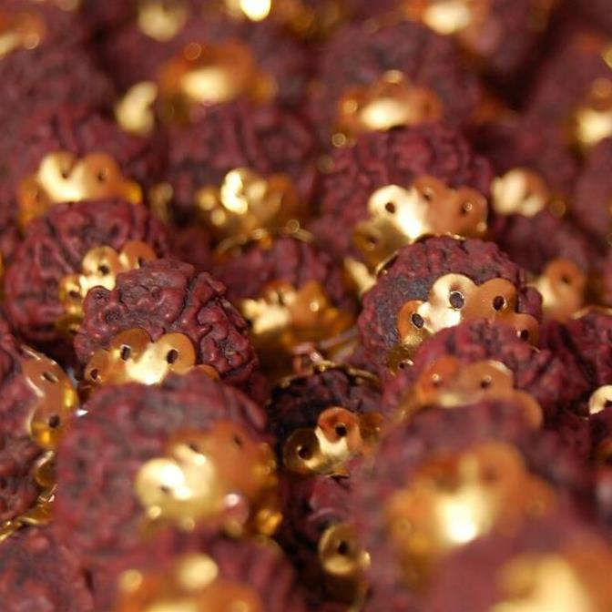 Elaeocarpus ganitrus - Azeitona Azul, Rudraksha, Contas de Mirtilo