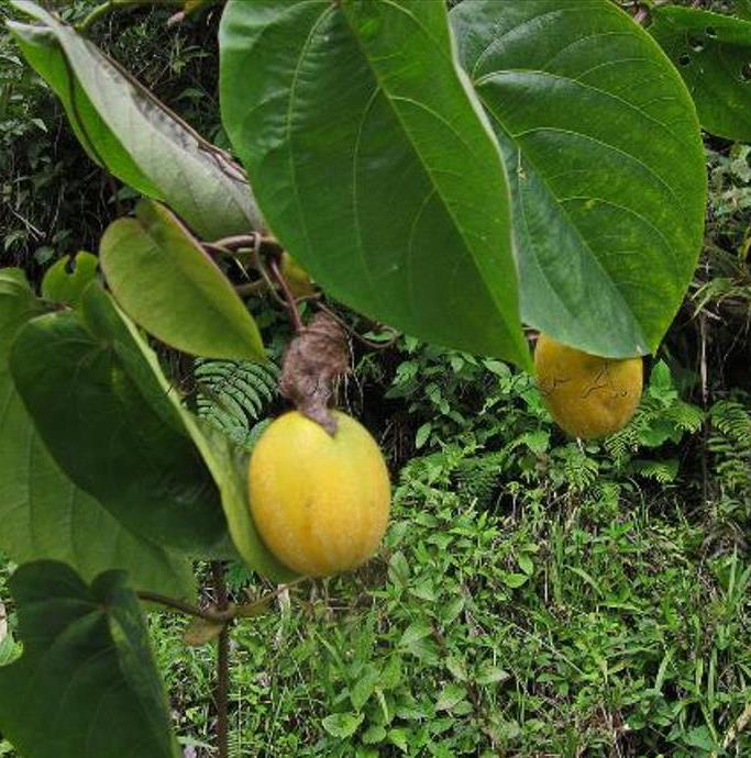 Passiflora tilifolia - Maracujá Doce Tilifolia, Maracujá Doce da Colômbia