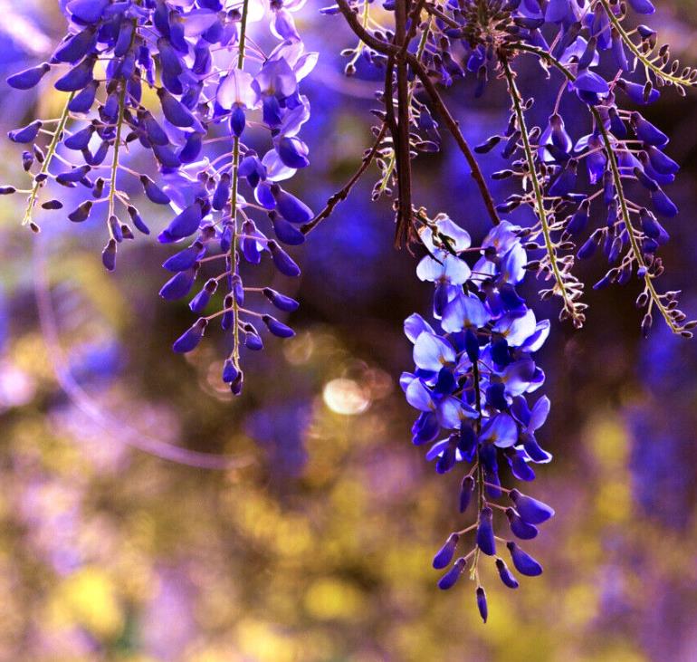 Bolusanthus speciosus - Wisteria Africana, Árvore Glicínia da Rodésia, Árvore Madeira Elefante