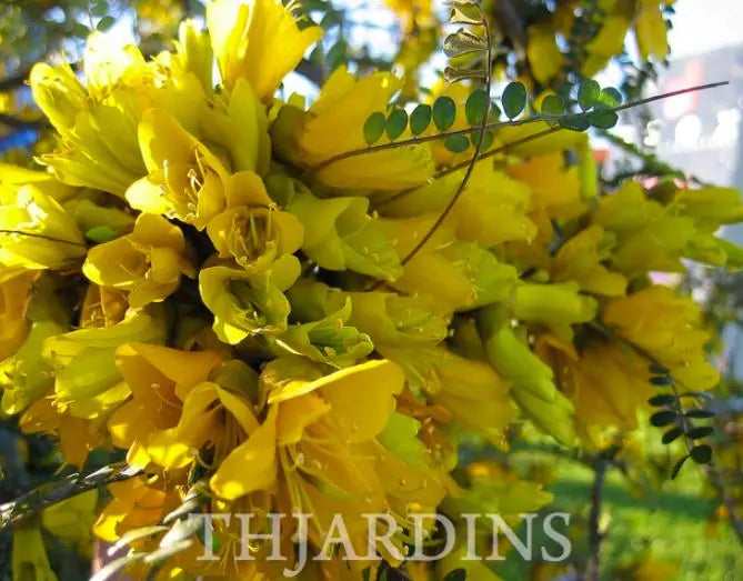 Sophora tetraptera - Kowhai, Árvore Laburnum da Nova Zelândia