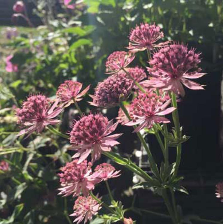 Astrantia maxima (Astrantia heterophylla, Astrantia speciosa) - Estrela Maior, Grande Obra-Prima, Masterwort