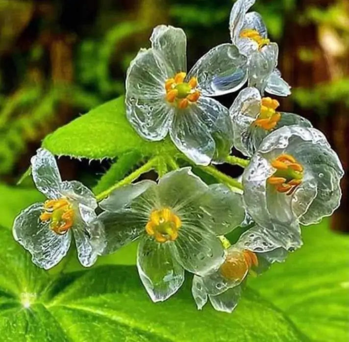 Diphylleia grayi - Flor cristal, Flor Mágica de Cristal, Flor Esqueleto, Flor Pétalas de Cristal, C