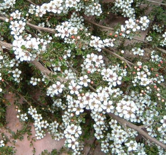 Leptospermum rupreste (L.scoparium Prostatum) - Arbusto do Mel rupreste, Murta de Mel do muro, Arbusto de Chá prostrado