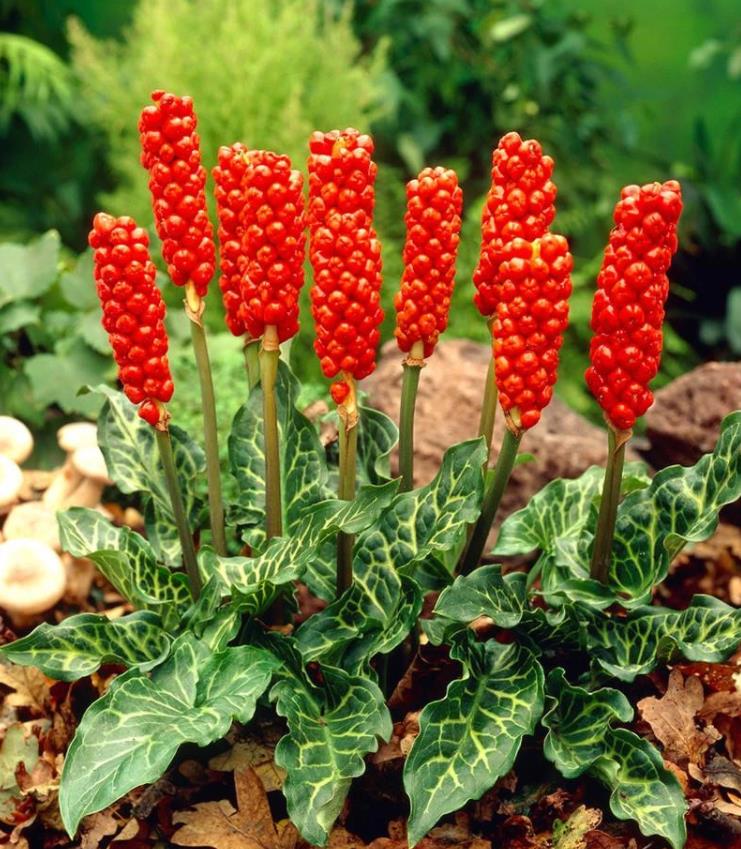 Arum italicum ssp italicum Marmoratum - Lírio Arum italiano, Arum marmorizado, Arum mármore verde, Arum italicum fantasm