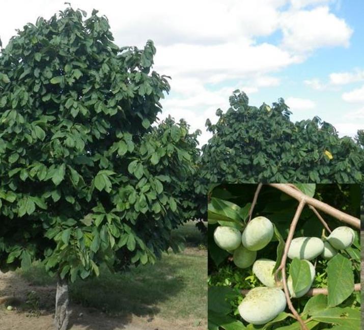 Assimina triloba - Paw Paw, Pawpaw, Manjar de Baunilha