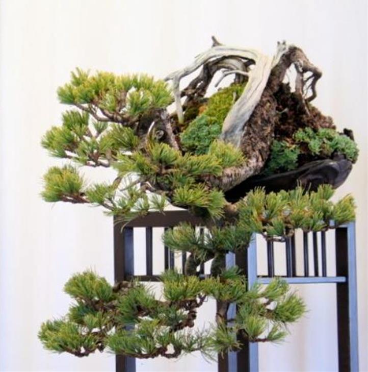 Pinus pumila - Pinheiro Anão, Pinheiro de Pedra Anão, Pinheiro Anão Japonês, Pinheiro de Pedra