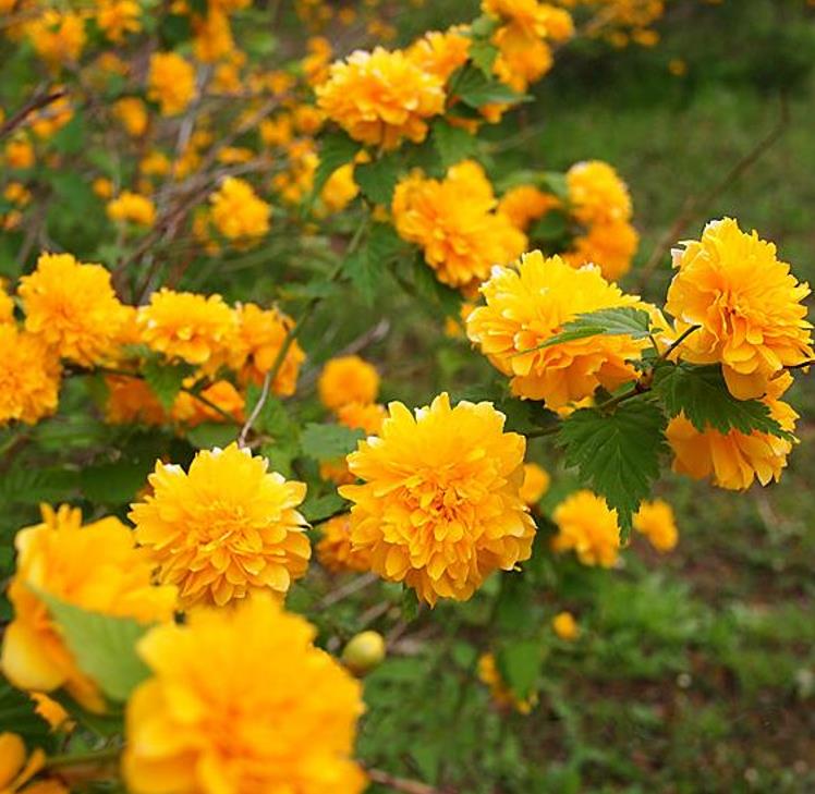 Kerria japonica 'Pleniflora' - Rosa Japonesa Dobrada, Malva de Judeu, Rosa da Páscoa, Botões de Bacharel