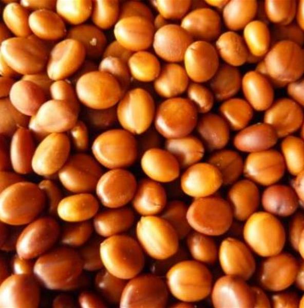 Cassia roxburghii (Cassia marginata) - Cassia vermelha, Árvore chuveiro vermelho, Árvore de Chuva Arco-Íris, Senna do C