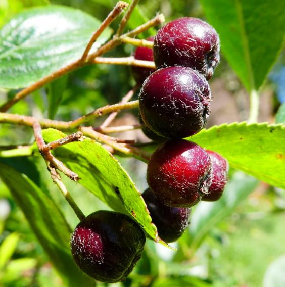 Aronia melanocarpa (Photinia melanocarpa) - Cereja negra, Aronia berry, Black chokeberries